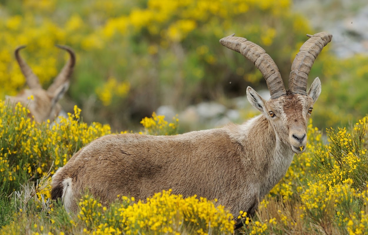 Staffan Widstrand / Rewilding Europe